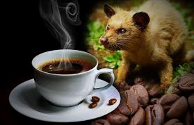 coffee luwak